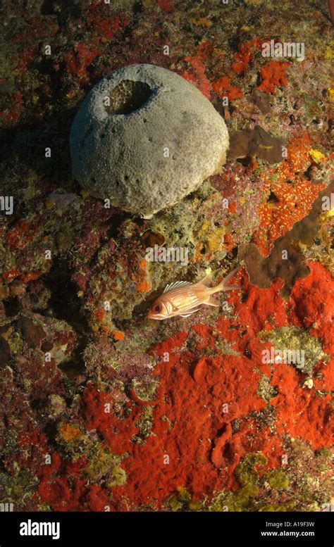 Encrusting sponges hi-res stock photography and images - Alamy