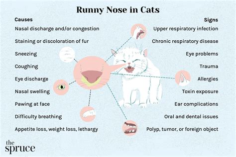 Nourse Cat Ammonia Cat Nose Branch Lysine Cat Amine Cat Sneezing Tears Powder Powder Nutrition ...