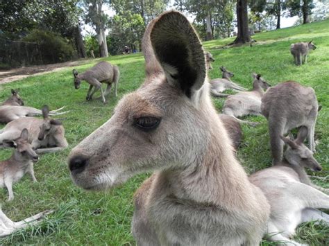 Lone Pine Koala Sanctuary (Brisbane, Australia): Hours, Address, Tickets & Tours, Park Reviews ...