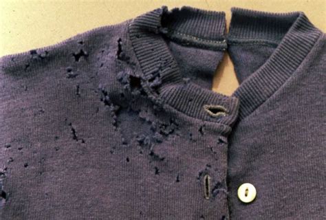 carpet-beetle-damage-on-clothes - Pest Hacks