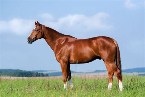 Chestnut horse – Characterized by the absolute absence of true black hairs. It is one of the ...