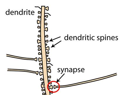 Dendritic Spine Synapse