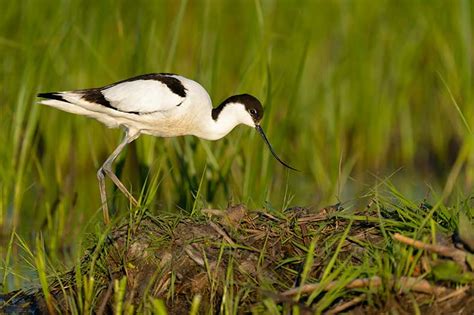 The History Of The RSPB’s Avocet Logo | Bird Spot