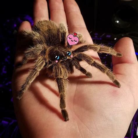 What a cutie! Credit: Spidder FB page #arachnid #tarantula #spider #kawaii | Pet tarantula, Pet ...