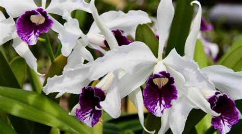 15 Purple Orchid Varieties For Indoor and Outdoor Gardens