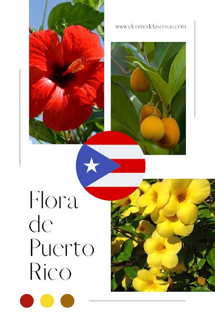 Cómo es la flora de Puerto Rico - El Cómo de las Cosas