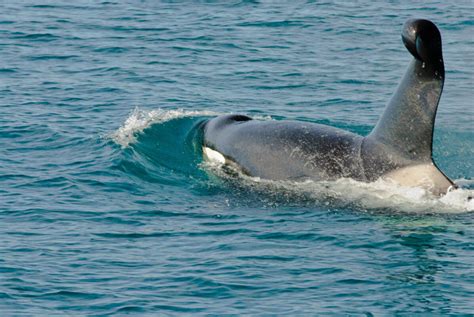 Orca Beauty: Why Do Orcas Have White Spots? - MarinePatch