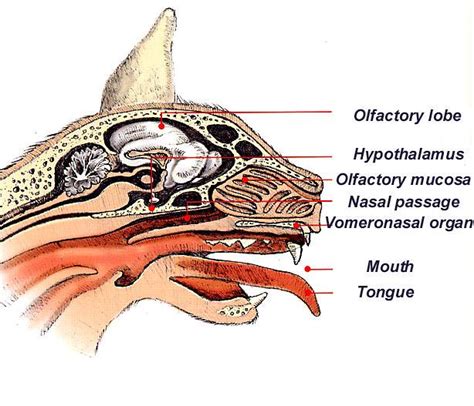 vomeronasal organ | The Vomeronasal, or Jacobson's Organ Joh… | Flickr