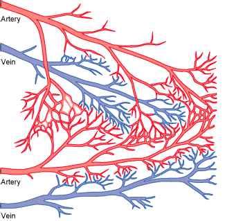 Lifesaving Value of Collateral Circulation in the Heart The - Medical Physiology