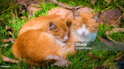 Sleeping Cats Stock Photo - Download Image Now - Animal, Animal Themes ...