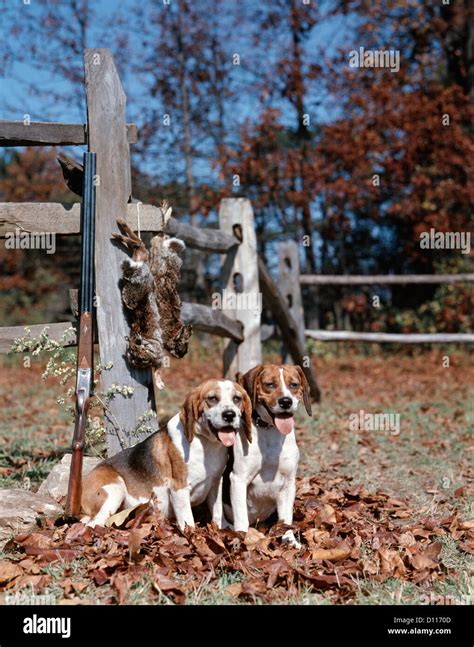 1950s 1960s 2 ENGLISH BEAGLE HUNTING DOGS BY SPLIT RAIL FENCE WITH RABBITS AND SHOTGUN Stock ...