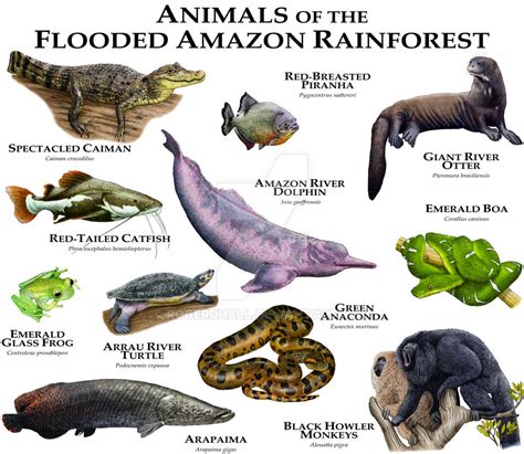 Animals of the Amazon Flooded Rainforest by rogerdhall on DeviantArt