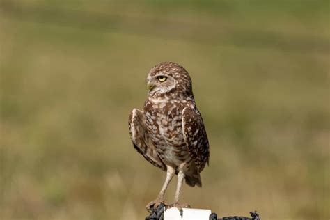 Owls In Missouri: 8 Species Showcased In The Show-Me State