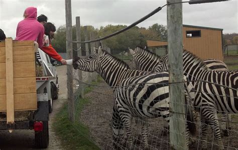 drive thru safari zoo georgia - Marcell Manuel