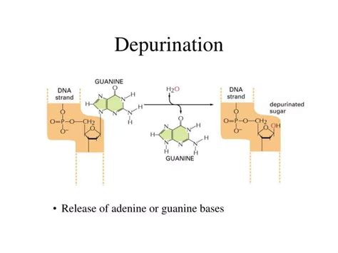 PPT - Depurination PowerPoint Presentation - ID:4433126