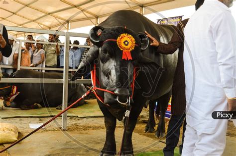 Image of The Big Indian Male Buffalo Who Is Showcasing For Agriculture ...