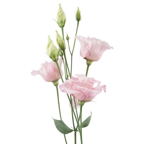 Buy LISIANTHUS DOUBLE CORELLI LIGHT PINK 70cm 5+ | Petaldriven.com ...