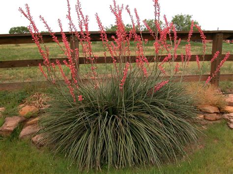 Hesperaloe parviflora (Red Yucca) - World of Succulents