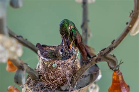 Hummingbirds and what you need to know about them in your yard and ...