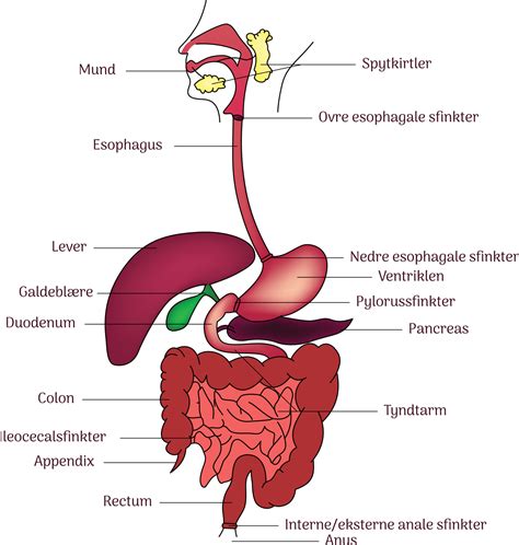 Internal human Digestive system anatomy illustration line art with ...