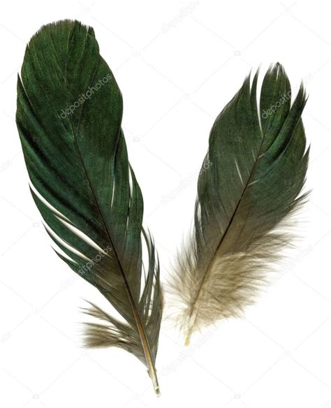 Two raven feathers Stock Photo by ©eAlisa 2608299