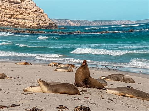 2 Day Kangaroo Island tours - Anna Sherchand