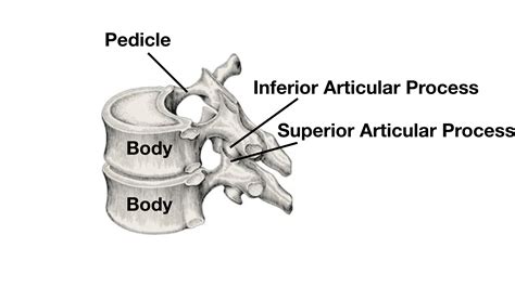 Inferior Articular Process