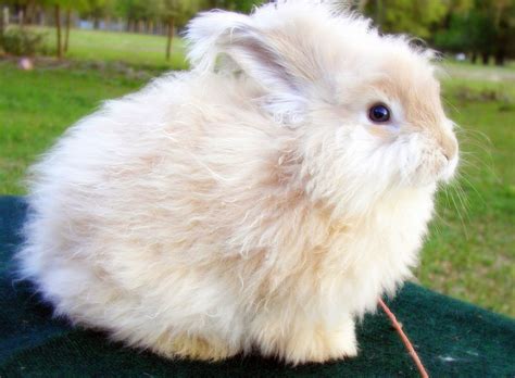 Angora Rabbit | Animales, Angora