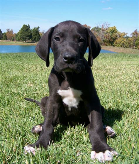 Great Dane puppy | Great dane dogs, Great dane puppy, Dane puppies