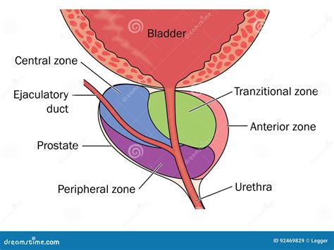 Position Of The Prostate Gland Cartoon Vector | CartoonDealer.com #12999535