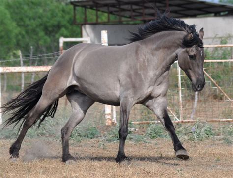 33++ Iron horse stables cocoa fl info | horsestable