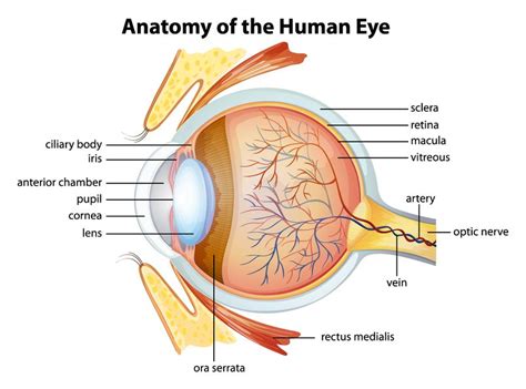 Stuart R. Winthrop, M.D. - Eye Anatomy and Function