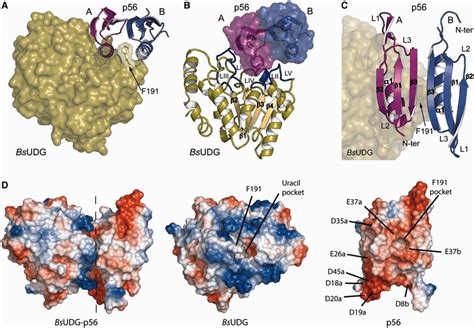 Structure of BsUDG-p56 crystal complex. (A) Protein p56 subunits are ...