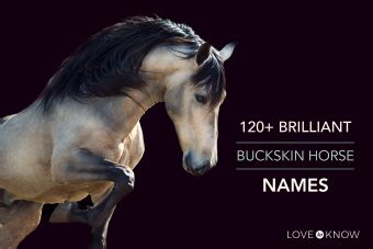 120+ Brilliant Buckskin Horse Names | LoveToKnow Pets