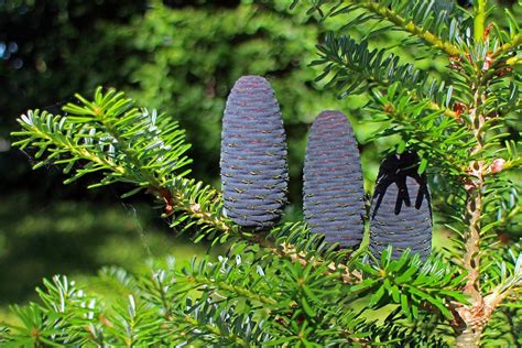 Fir Tap Pine Cones · Free photo on Pixabay