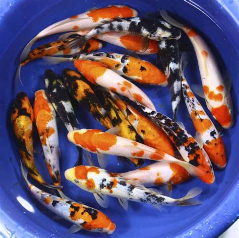 koi fish prices : Biological Science Picture Directory – Pulpbits.net