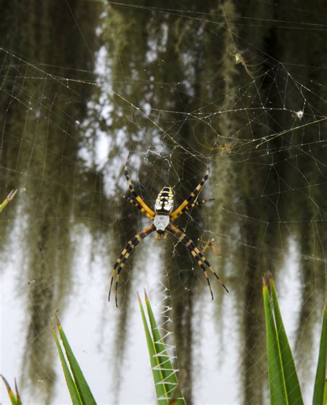 Banana Spider and Associates from Lake Manatee State Park in Florida : spiders