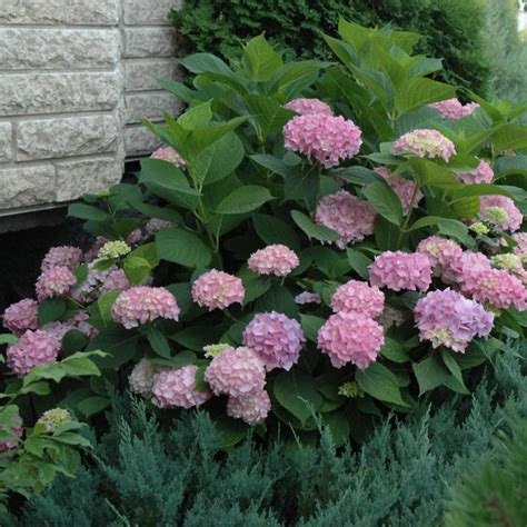 Endless Summer Hydrangea - Hydrangea Macrophylla