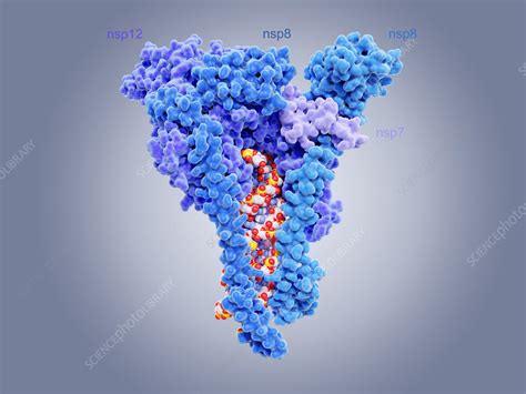 RNA-dependent RNA polymerase molecule - Stock Image - F032/1487 - Science Photo Library