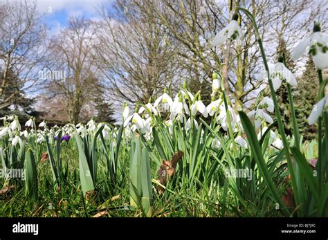 Snowdrops in woodland Stock Photo - Alamy