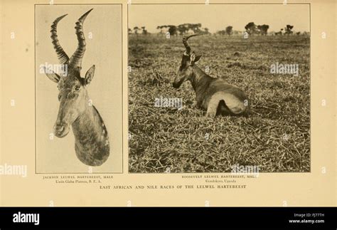 Life-histories of African game animals Stock Photo - Alamy