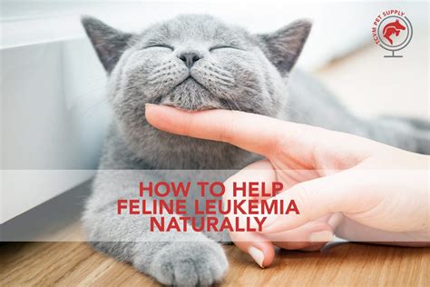 Holistic Treatment for Feline Leukemia: Help Your Cat Naturally - TCVM ...