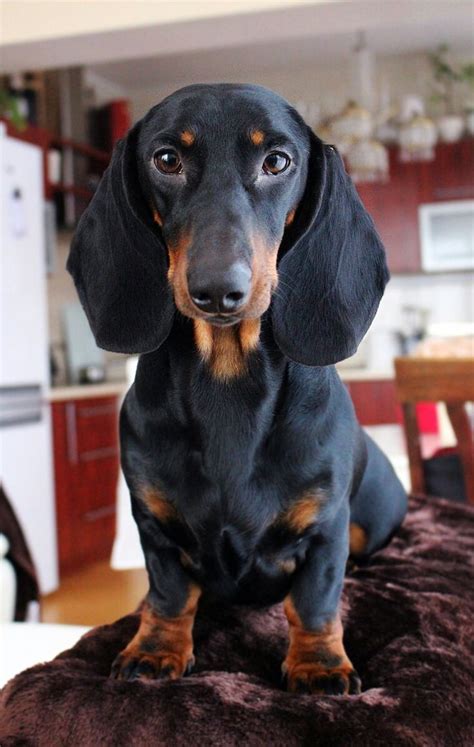 Samson Dachshund black and tan | Black and tan dachshund, Dachshund dog ...