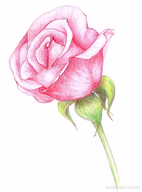 drawing flowers rose 23 - preview | Flower drawing tutorials, Flower drawing, Roses drawing