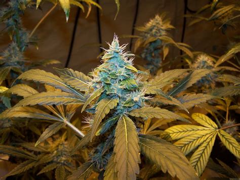 Galería de Variedades: Northern Light Blue (Delicious Seeds) PIC #02121158843721278 by gudkarma