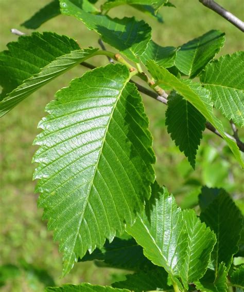 Prairie Expedition American Elm (Ulmus americana 'Lewis & Clark') | The ...