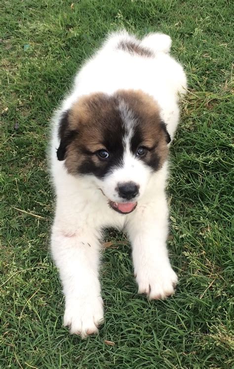 Anatolian Shepherd Puppies | Great pyrenees, Anatolian shepherd puppies ...