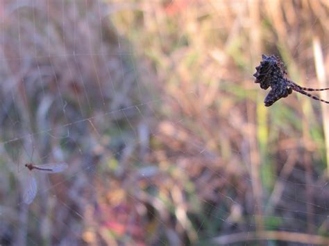 Blue Jay Barrens: Insect Swarm