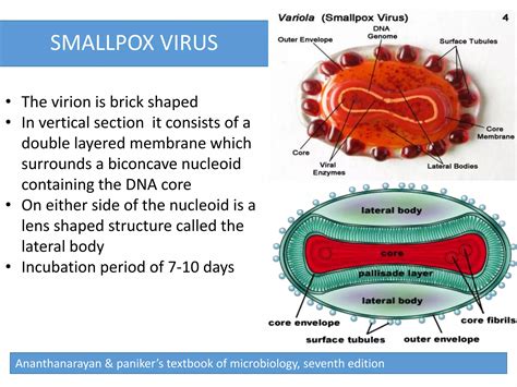 Virus structure | PPT