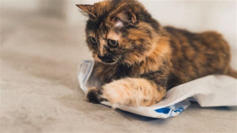 Are Laser Pointers Bad for Cats? | PetMD